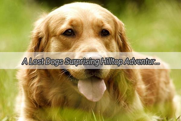 A Lost Dogs Surprising Hilltop Adventure From Wanderlust to Chicken Watcher